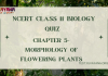NCERT Class 11 Biology Chapter 5 MCQ Quiz with answers – Morphology of Flowering Plants