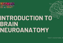 Anatomy - Introduction to Brain Neuroanatomy MCQ Quiz