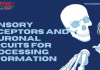 Physiology – Sensory receptors and neuronal circuits for processing information MCQ Quiz
