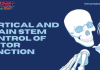 Physiology – Cortical and Brain Stem Control of Motor Function MCQ Quiz